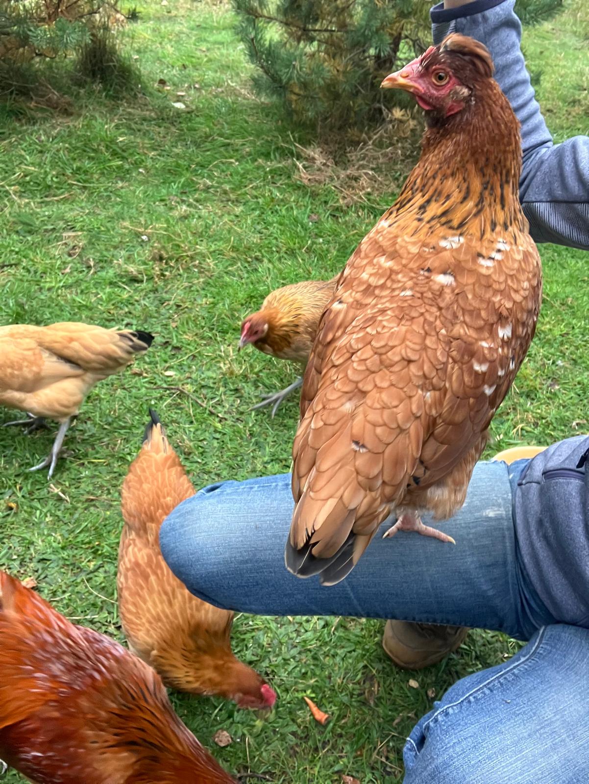 Dorotka, Pokrzyw i sp&oacute;łka